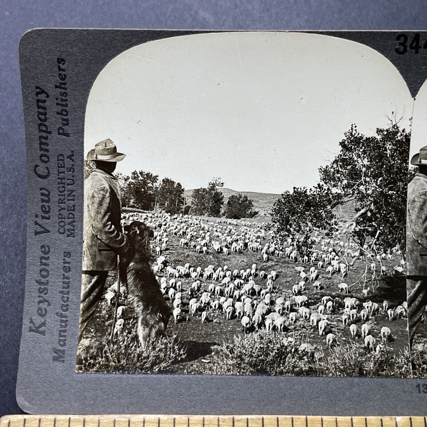 Antique 1910s Sheep Rancher In Montana With Herd Stereoview Photo Card P3185