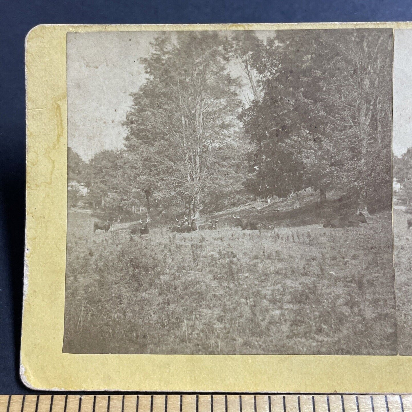 Antique 1870s Longhorn Cattle In A Field Stereoview Photo Card P5026