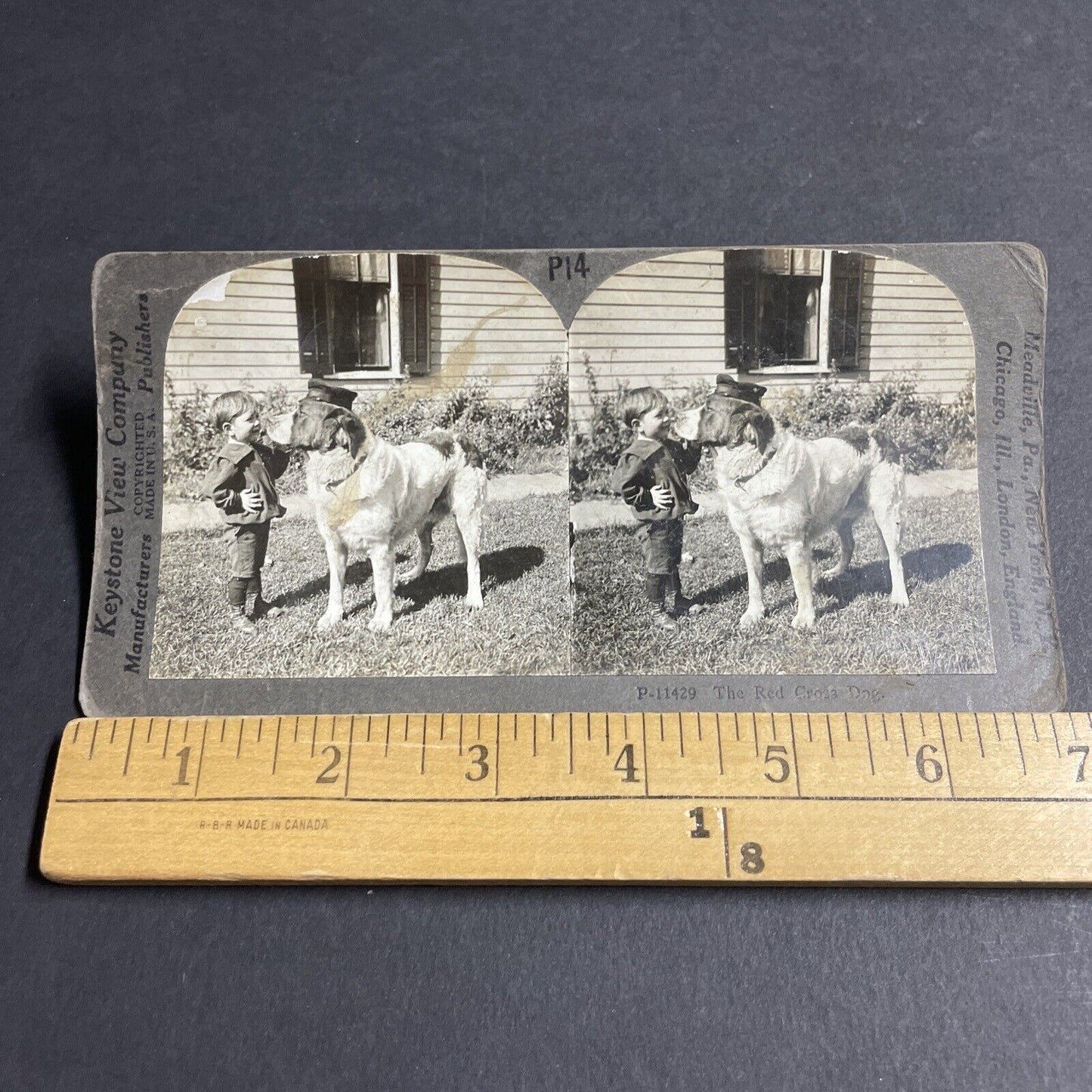 Antique 1918 Red Cross WW1 Retired Service Dog Stereoview Photo Card P4062