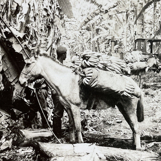 Antique 1910s Donkey Carrying Bananas Costa Rica Stereoview Photo Card P3717