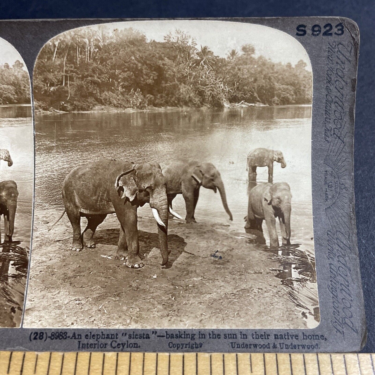 Antique 1903 Elephants Play In The River Sri Lanka Stereoview Photo Card P4588