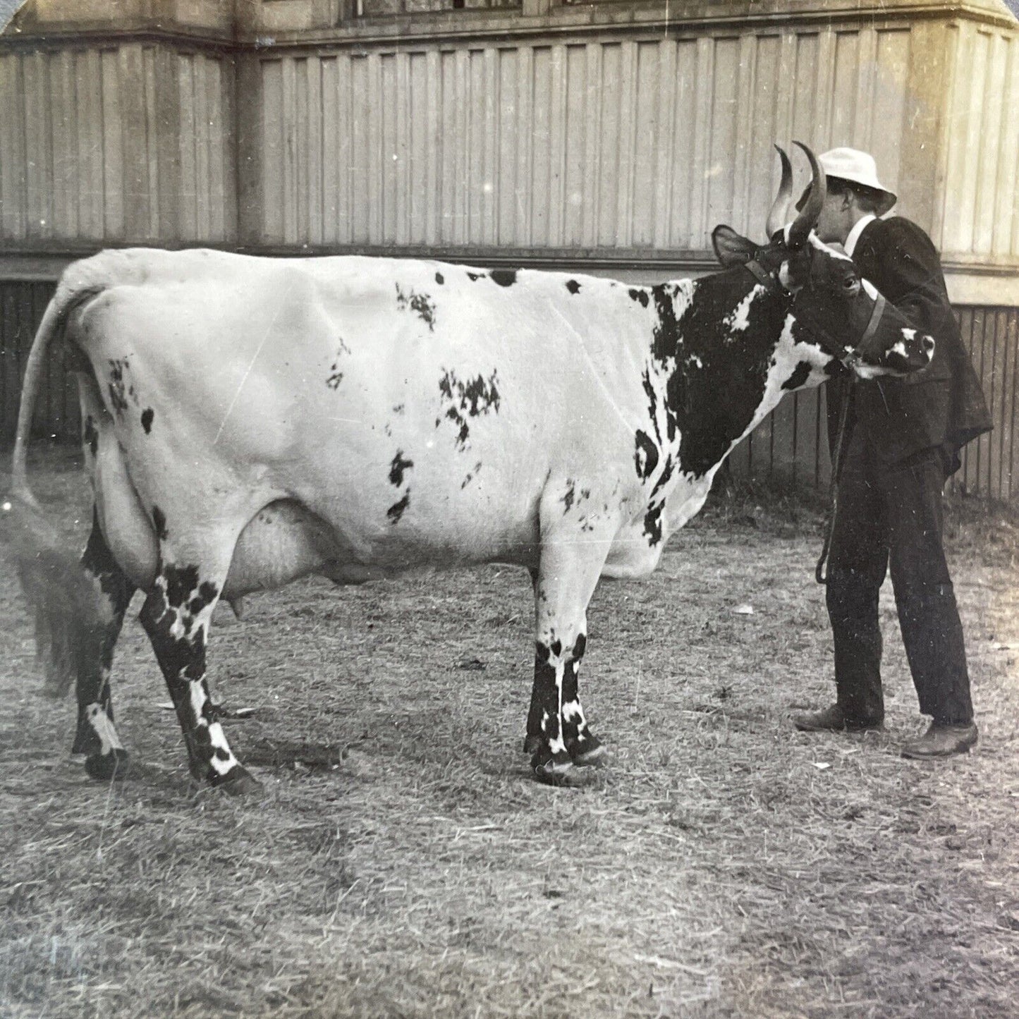 Champion Ayrshire Cow Stereoview Barboigh Big Nancy Antique c1909 Y2745