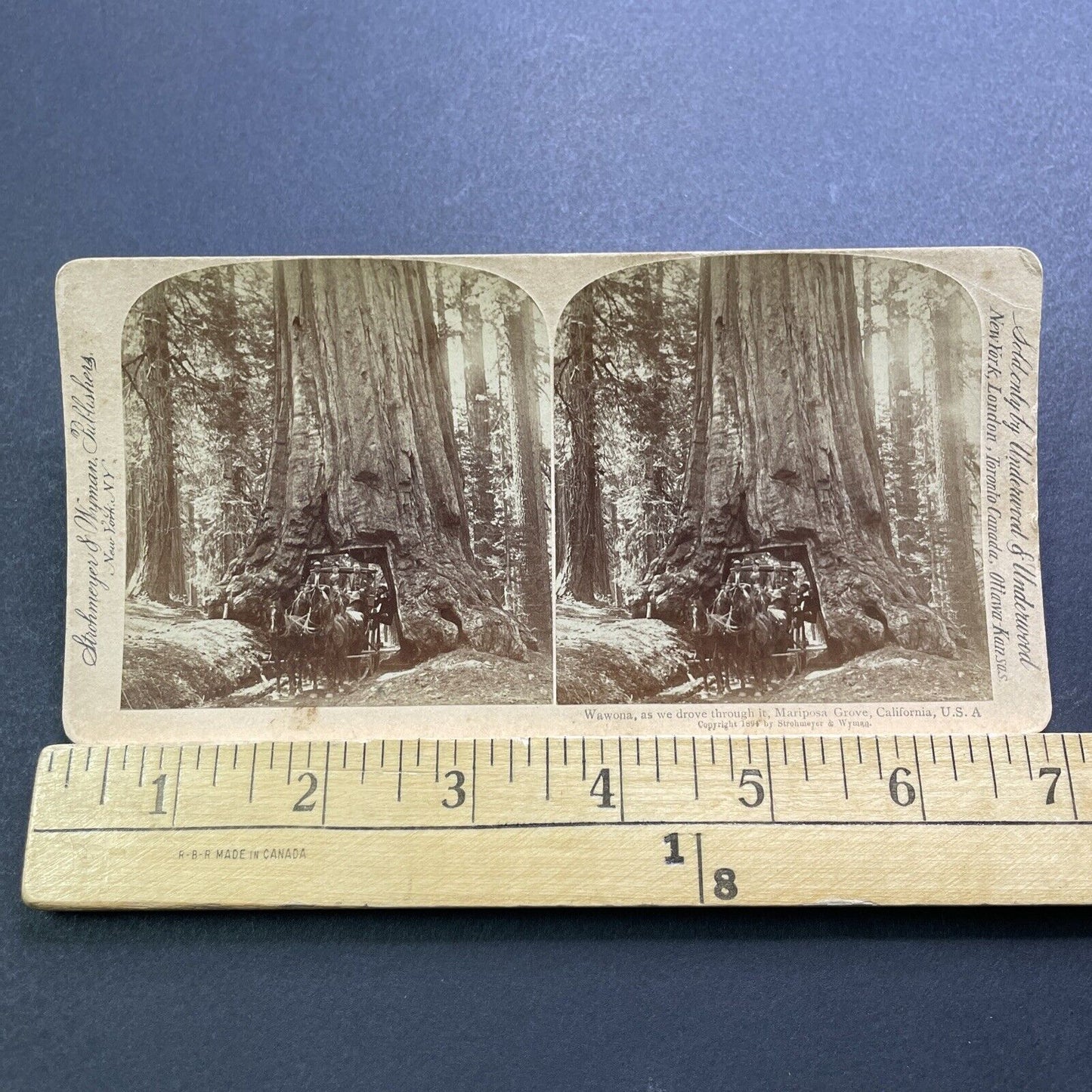 Antique 1894 Horse Wagon Driving Through Giant Tree Stereoview Photo Card V3422