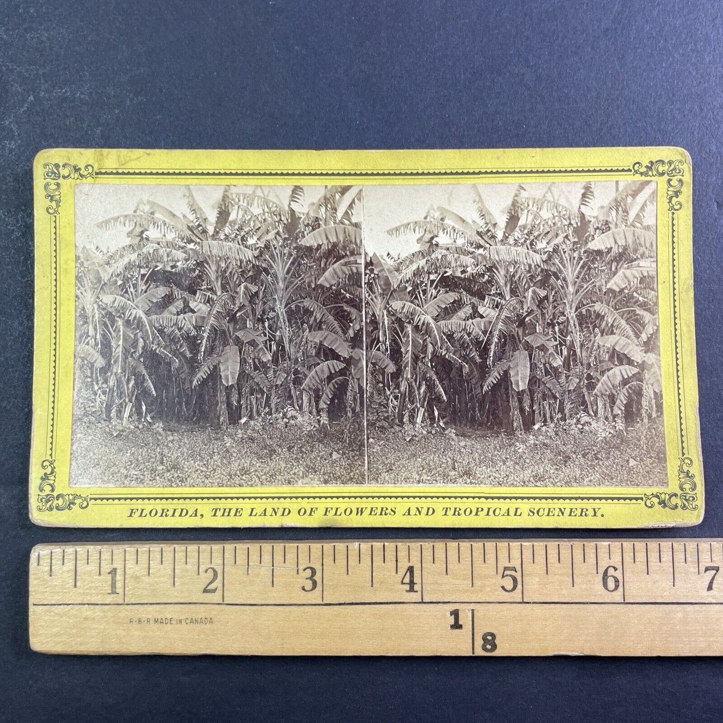 Banana Trees St. Augustine Florida Stereoview Antique c1885 J.I. Mackey Y092