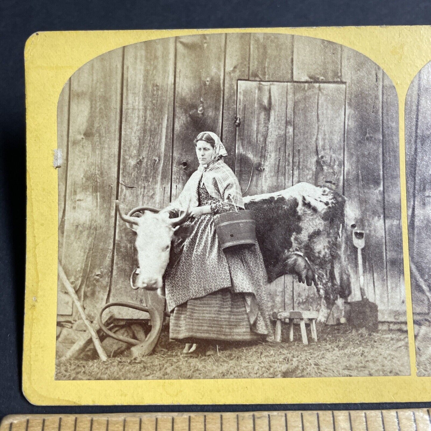 Antique 1870s A Milk Maid To Milk A Cow New Hampshire Stereoview Photo Card 4694