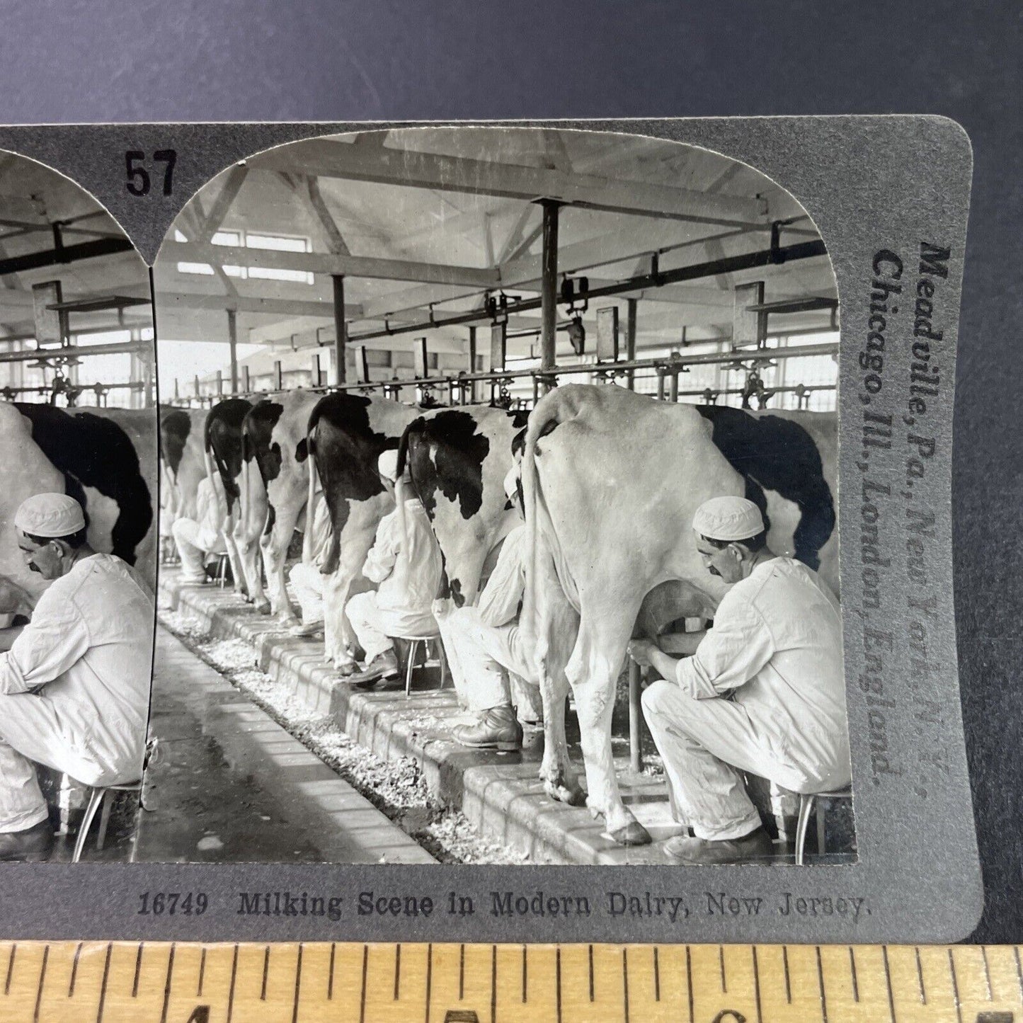 Antique 1910s Men Milking Cows In New Jersey Stereoview Photo Card P3674