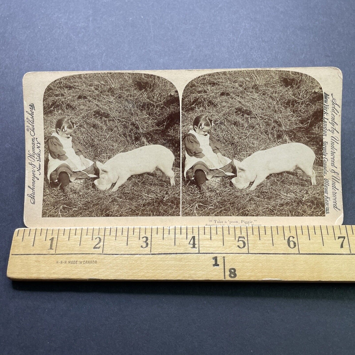 Antique 1897 Child Feeds Pig On Farm Stereoview Photo Card P2416