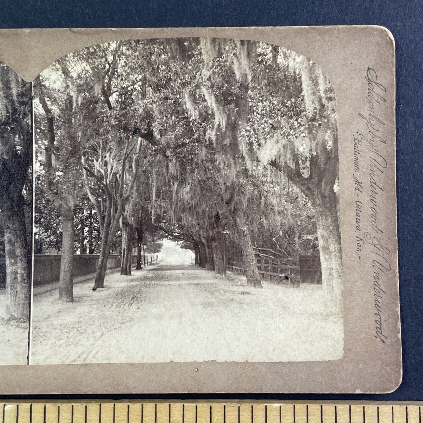 Road To St. Augustine Florida Stereoview Charles Bierstadt Antique c1880 X3277