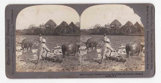 Antique 1906 Rice Farming With Buffalo, Manila, The Philippines Stereo Card P154