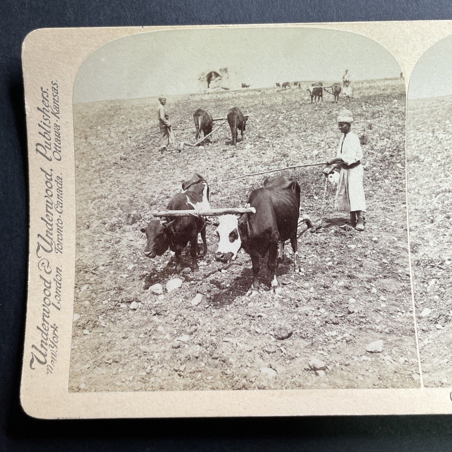 Antique 1900 Farming In Ayalon Israel Palestine Stereoview Photo Card P1704