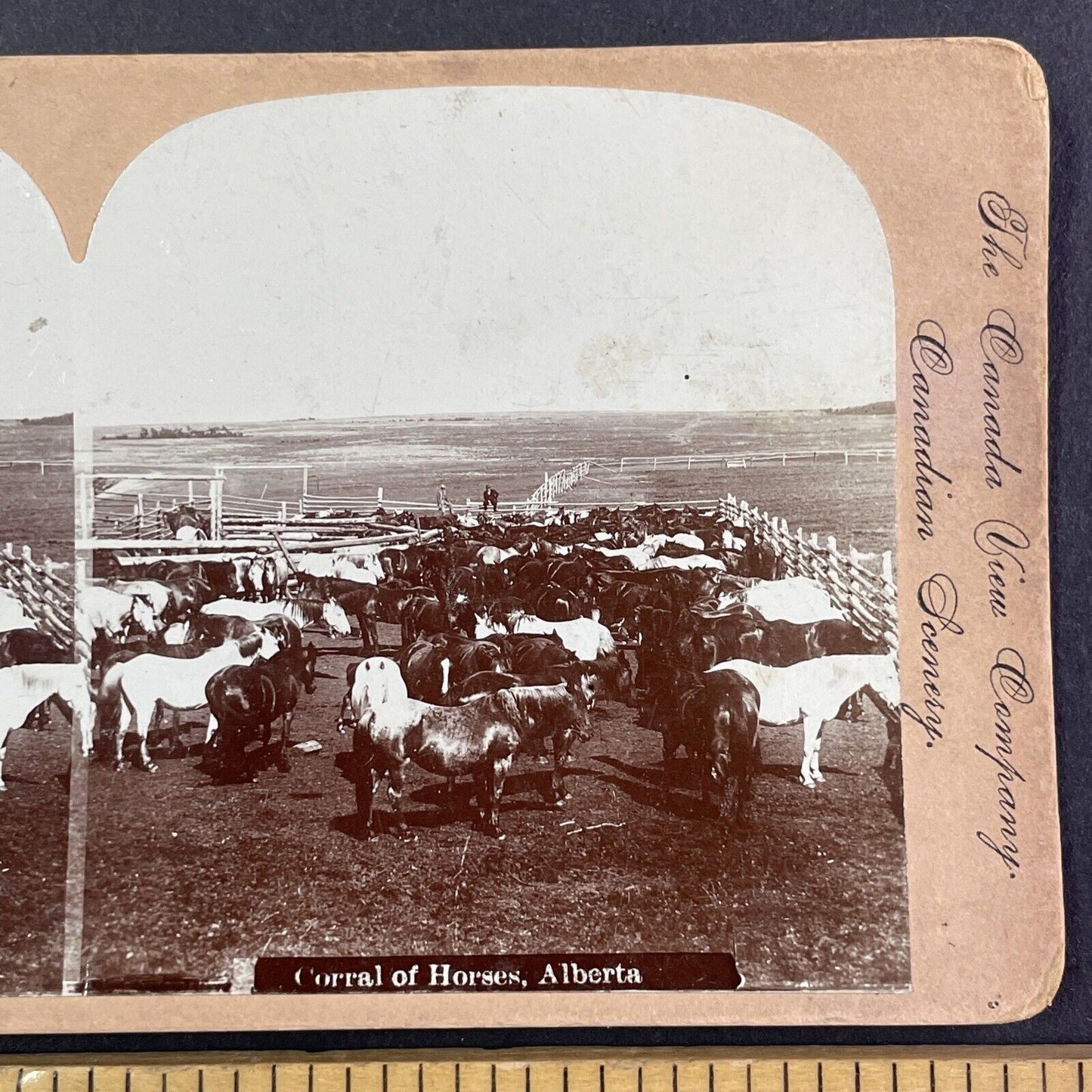 Horses in Central Alberta Canada Stereoview CPR Rail Views c1899 Y2114