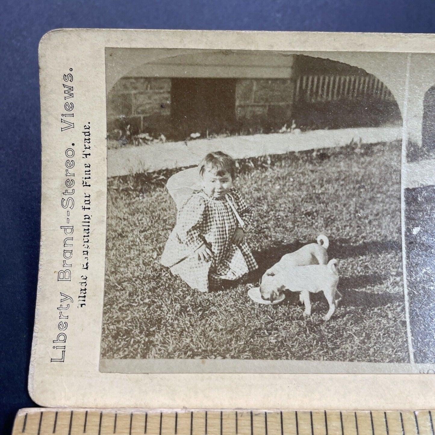 Antique 1870s Child Feeds Pug Puppies Puppy Dogs Stereoview Photo Card P3539