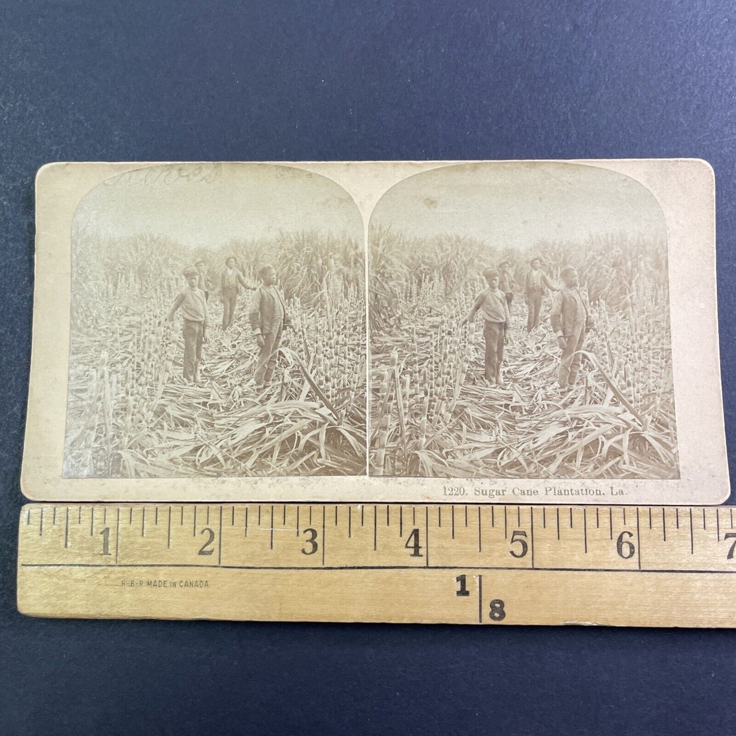 Children On Sugar Cane Farm In Louisiana Stereoview Antique c1878 X1524