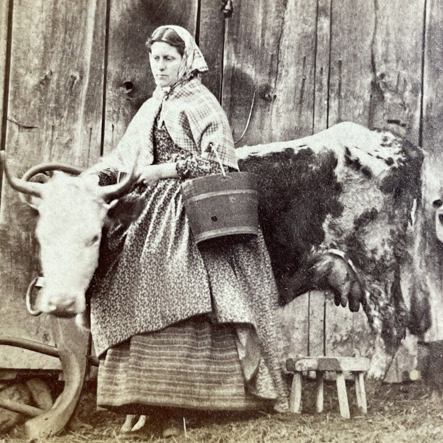 Antique 1870s A Milk Maid To Milk A Cow New Hampshire Stereoview Photo Card 4694