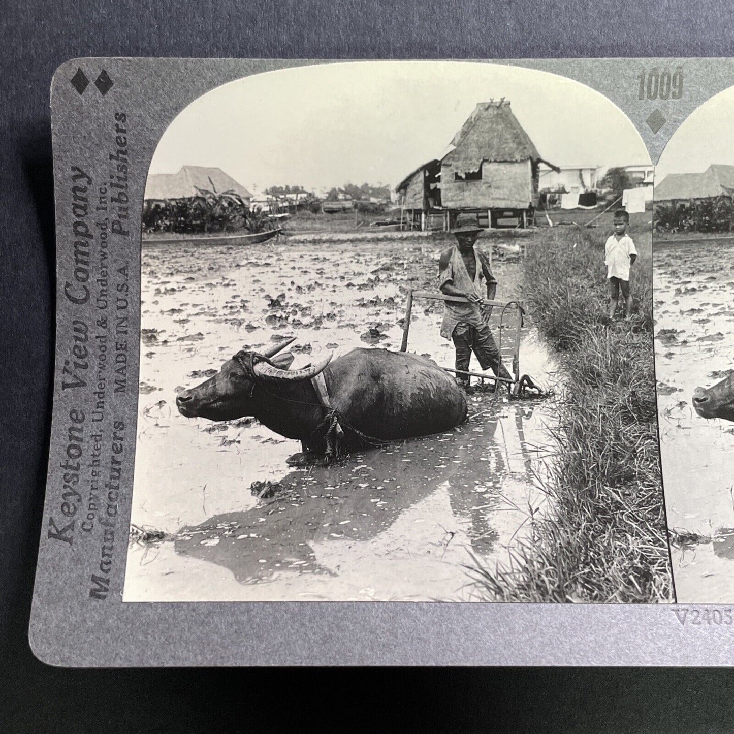 Antique 1918 Water Buffalo Stuck In Mud Philippines Stereoview Photo Card P1572