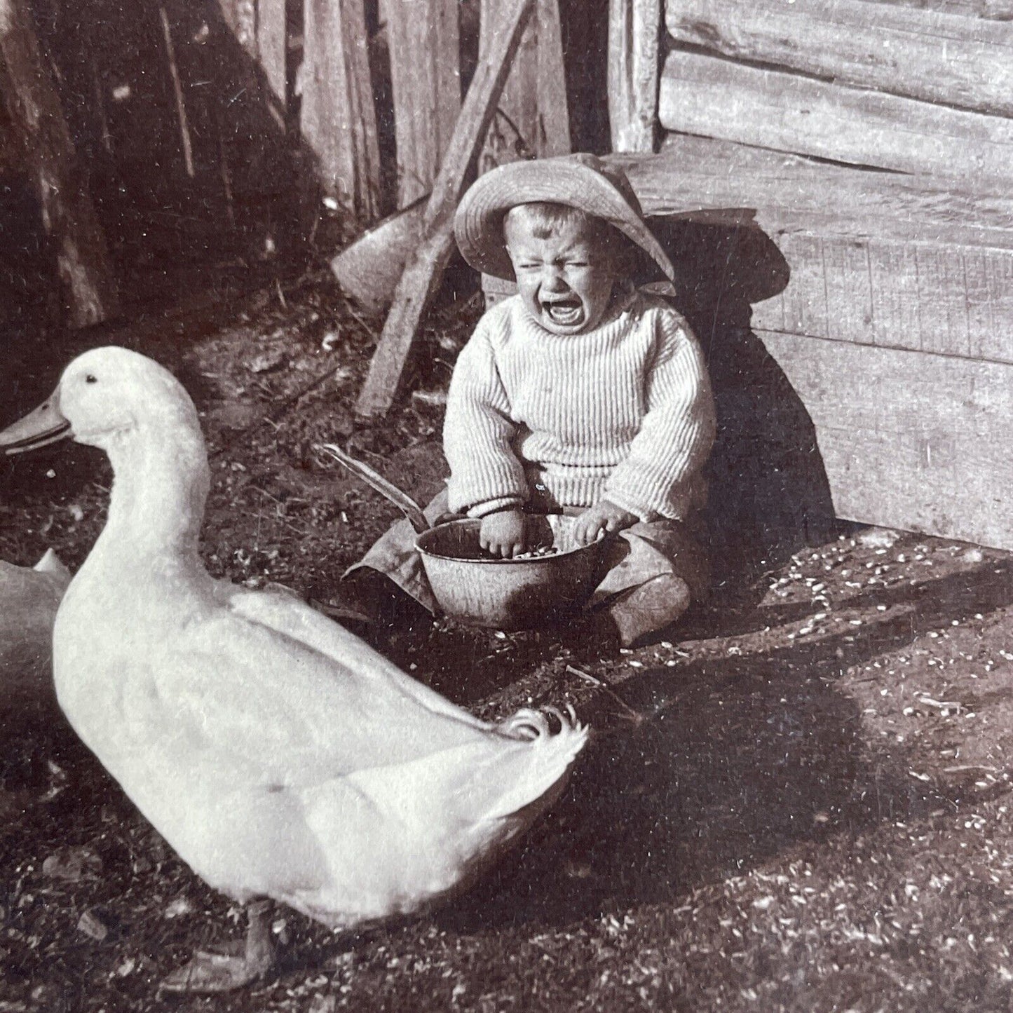 Antique 1907 Goose Frightens Boy Crying Stereoview Photo Card PC779