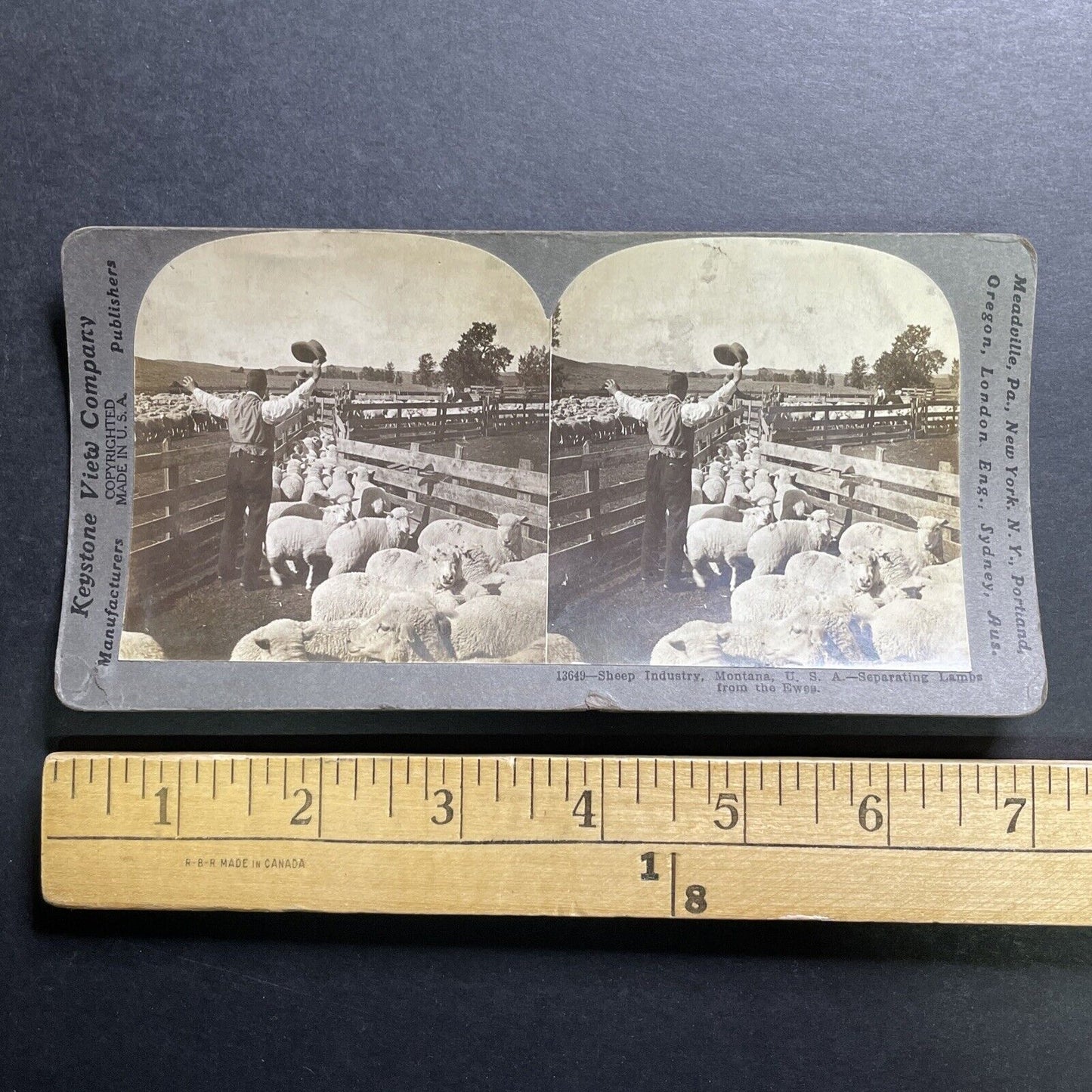 Antique 1905 Cowboys Herd Sheep In Montana Stereoview Photo Card P1272