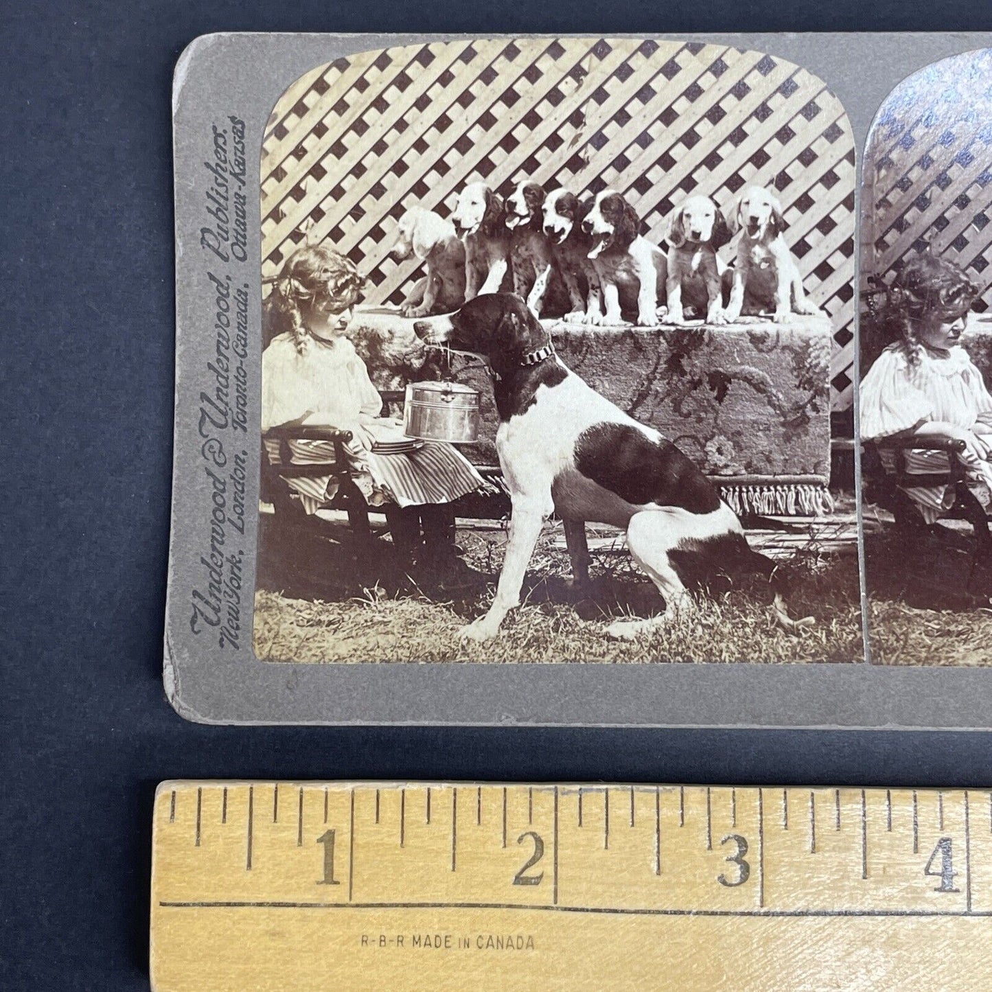 Antique 1897 Hunting Dog Begging For Food Stereoview Photo Card PC792