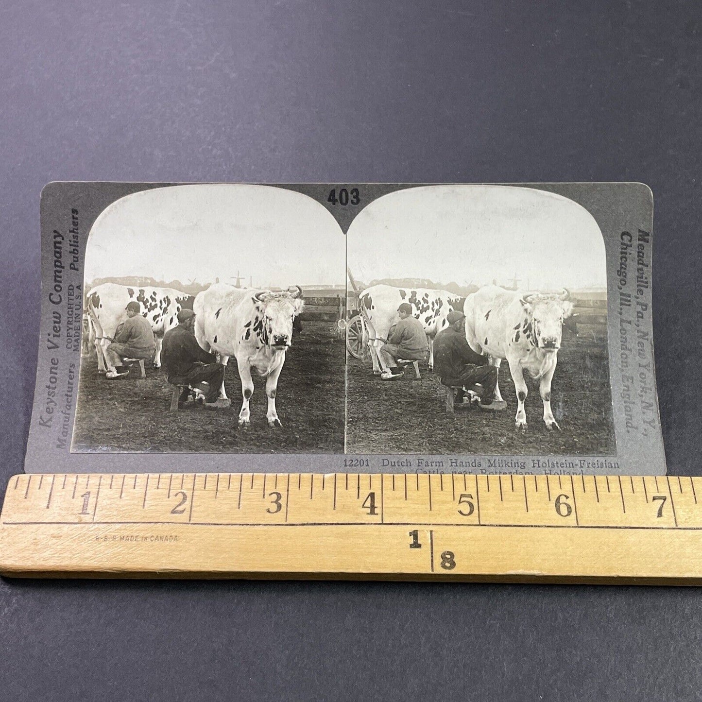 Antique 1910s Farmers Milking Cows Rotterdam Holland Stereoview Photo Card P3757