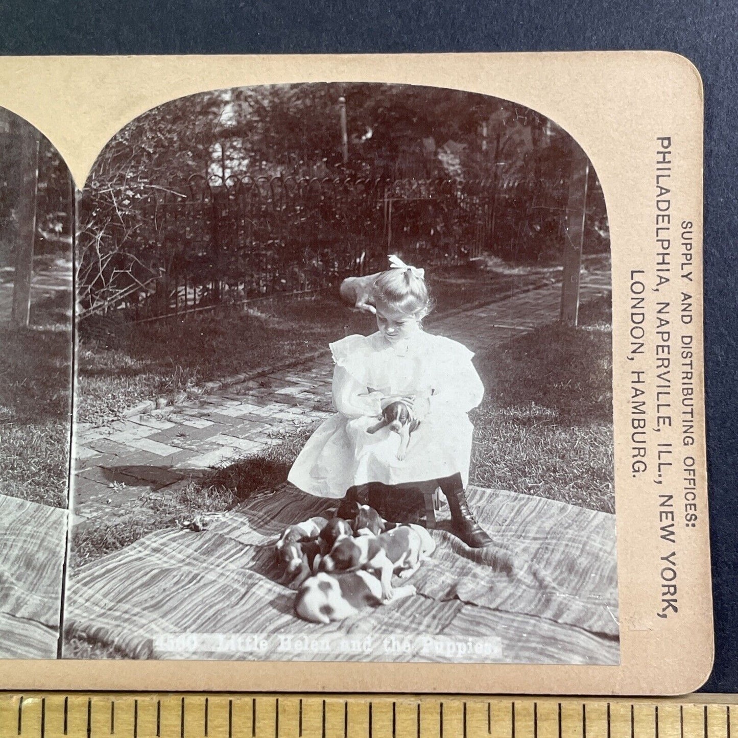 Girl With Beagle Dog Puppies Stereoview CH Graves Antique c1896 X1528