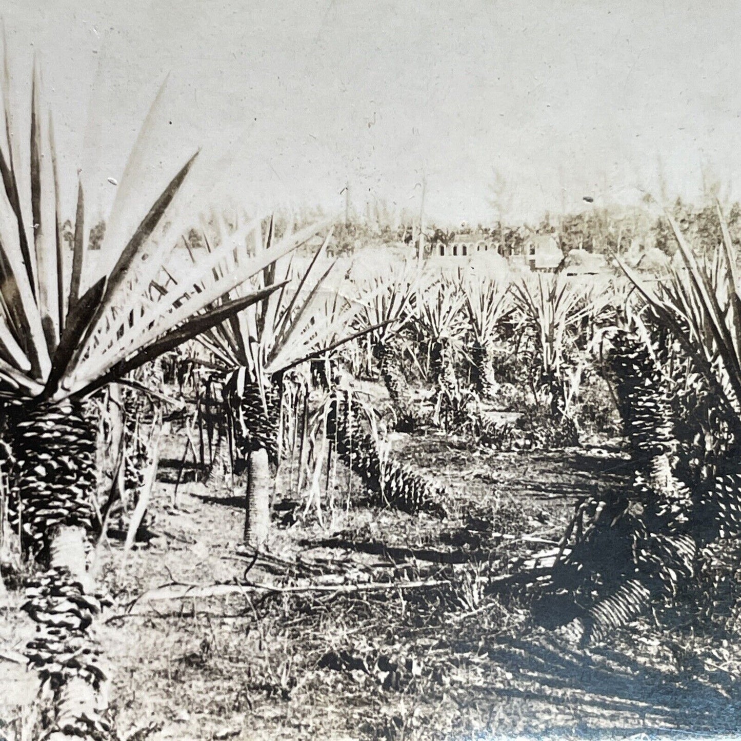 Antique 1903 Agave Farm In Yucatan Mexico Stereoview Photo Card P1211