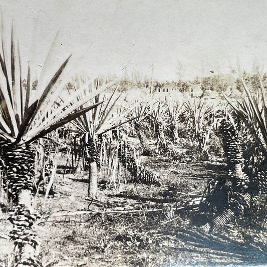 Antique 1903 Agave Farm In Yucatan Mexico Stereoview Photo Card P1211