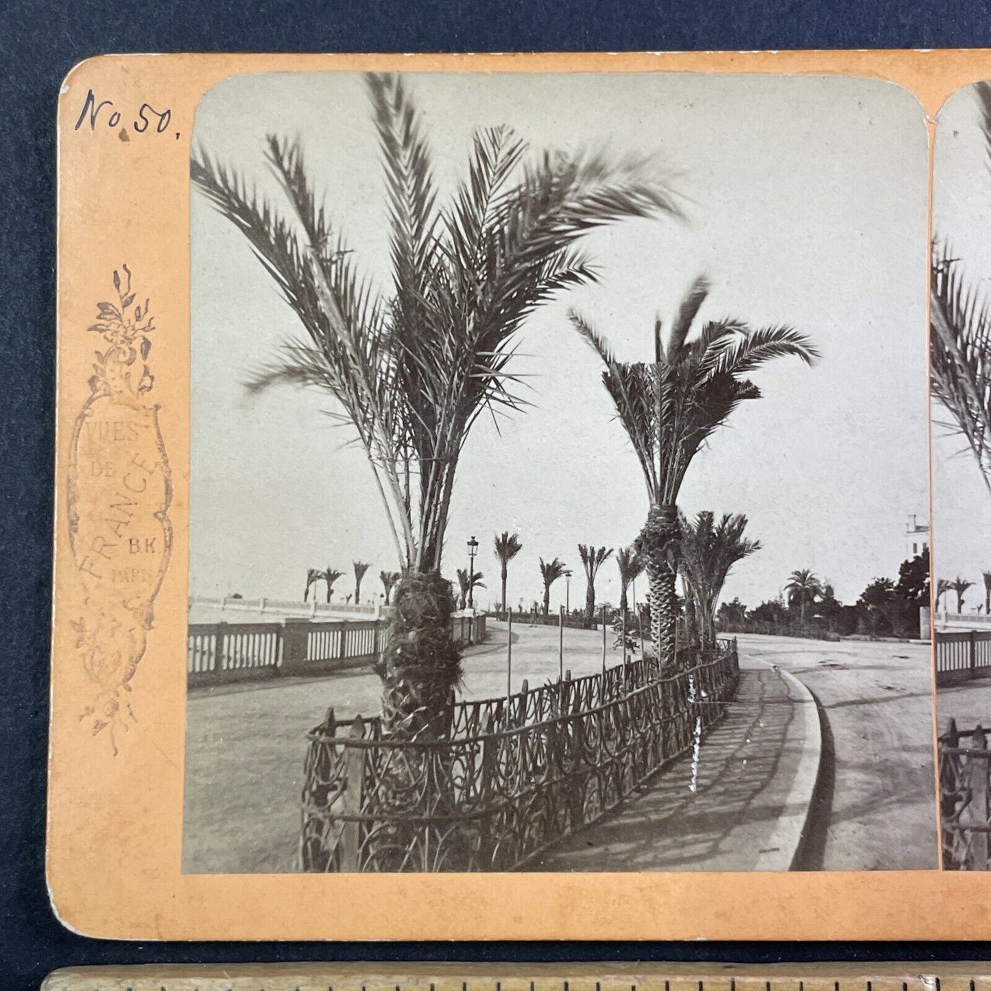 Palm Trees in Nice France Stereoview Jean Andrieu Antique c1870s X3833