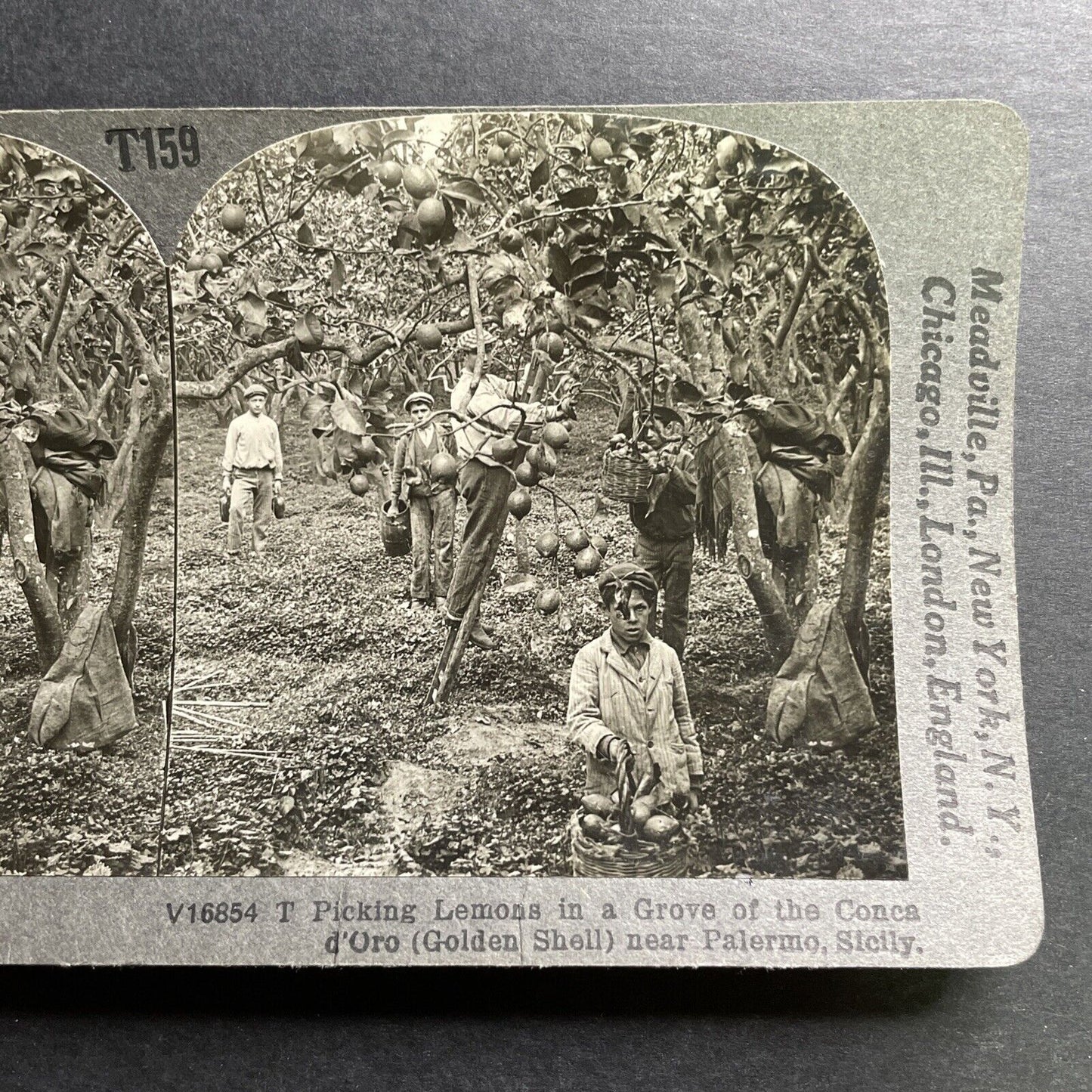 Antique 1906 Lemon Farming Palermo Sicily Italy Stereoview Photo Card P1472