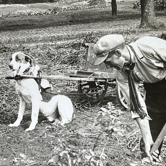 Antique 1930s Dog Hauling Potato Cart Ghent Belgium Stereoview Photo Card V2928