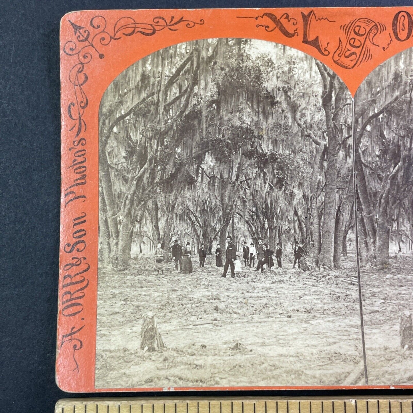 A. Orr Self-Portrait Fruit Cove Florida Stereoview Oak Forest Antique c1870 Y040