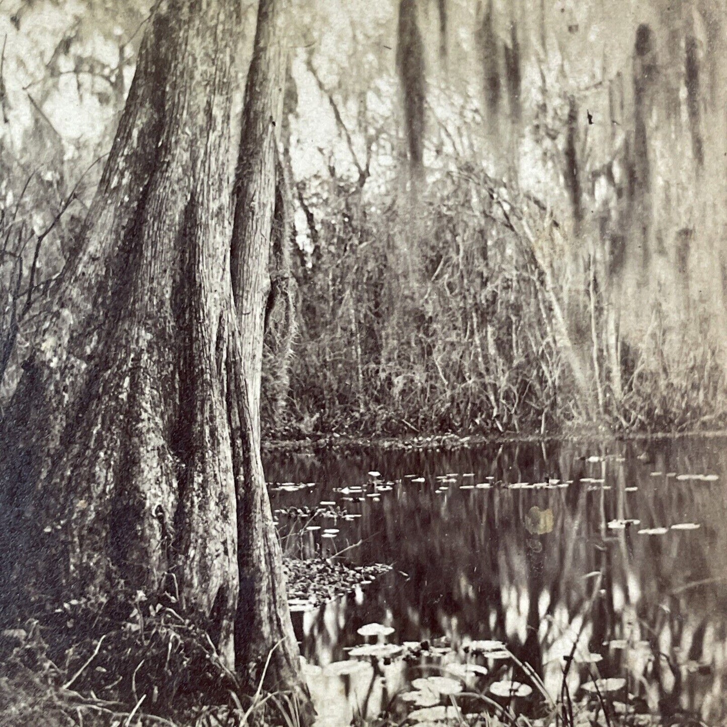 Ocklawaha River Swamp in Florida Stereoview J.I. Mackey Antique c1885 Y095