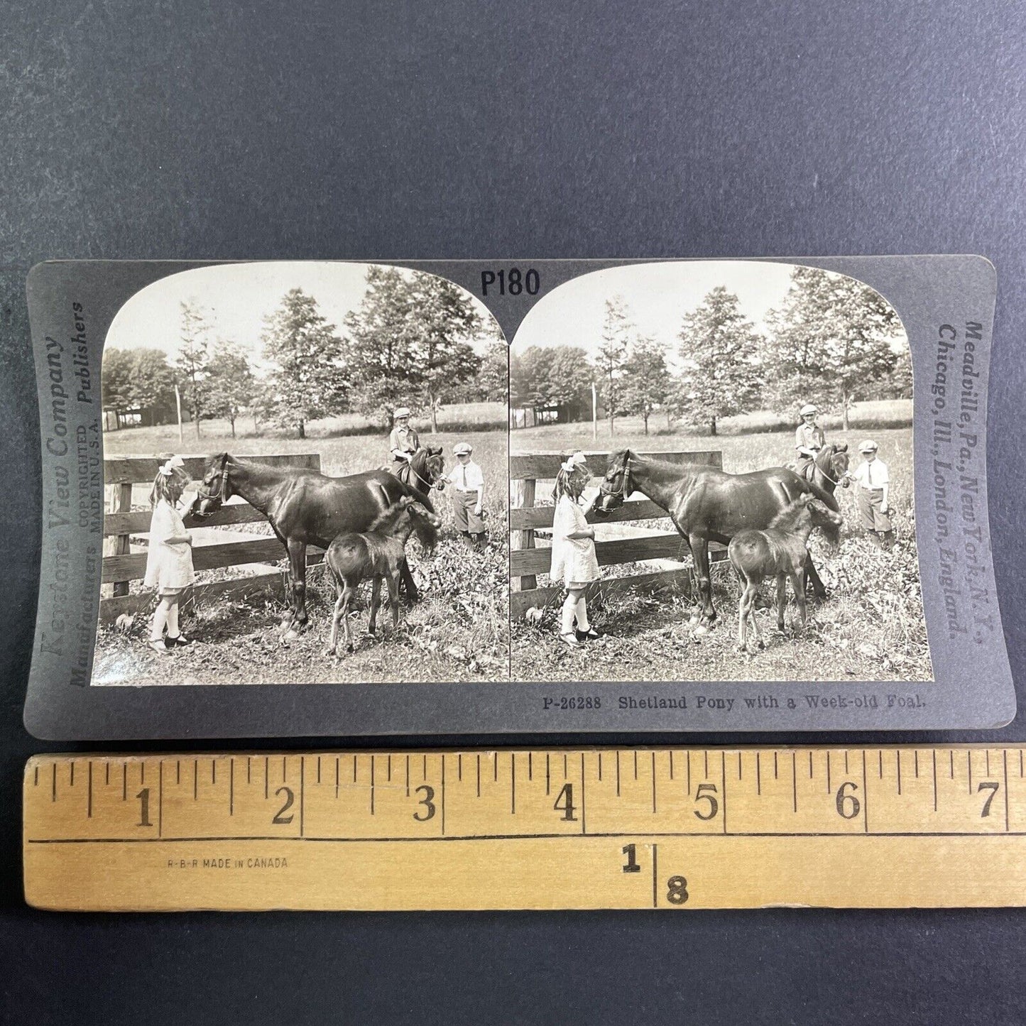 Shetland Pony with a Foal Horse Stereoview Scarce Late View Antique c1935 Y1355