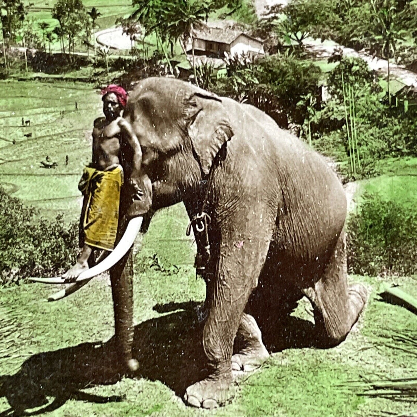 Man Standing On Elephant Tusk Stereoview Sri Lanka Antique c1902 X2707