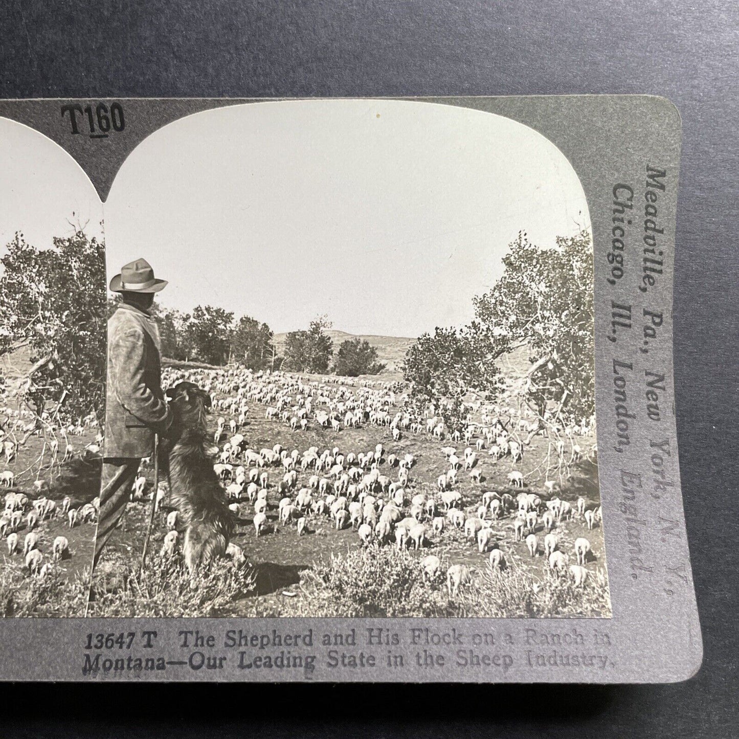 Antique 1918 Montana Sheep Farm & Sheep Dog Stereoview Photo Card P1487