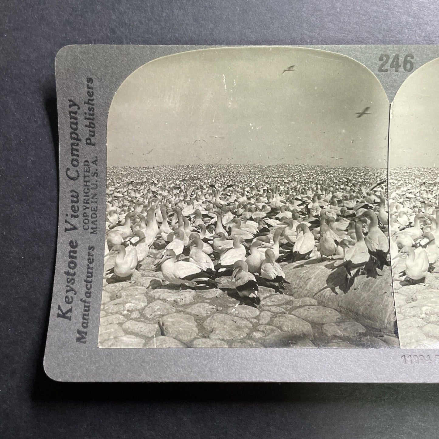 Antique 1918 Millions Of South African Cape Gannets Stereoview Photo Card P1463