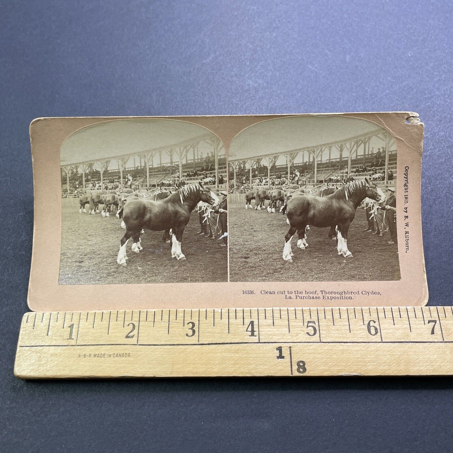 Antique 1905 Clydesdale Horses At Horse Show Stereoview Photo Card V3597