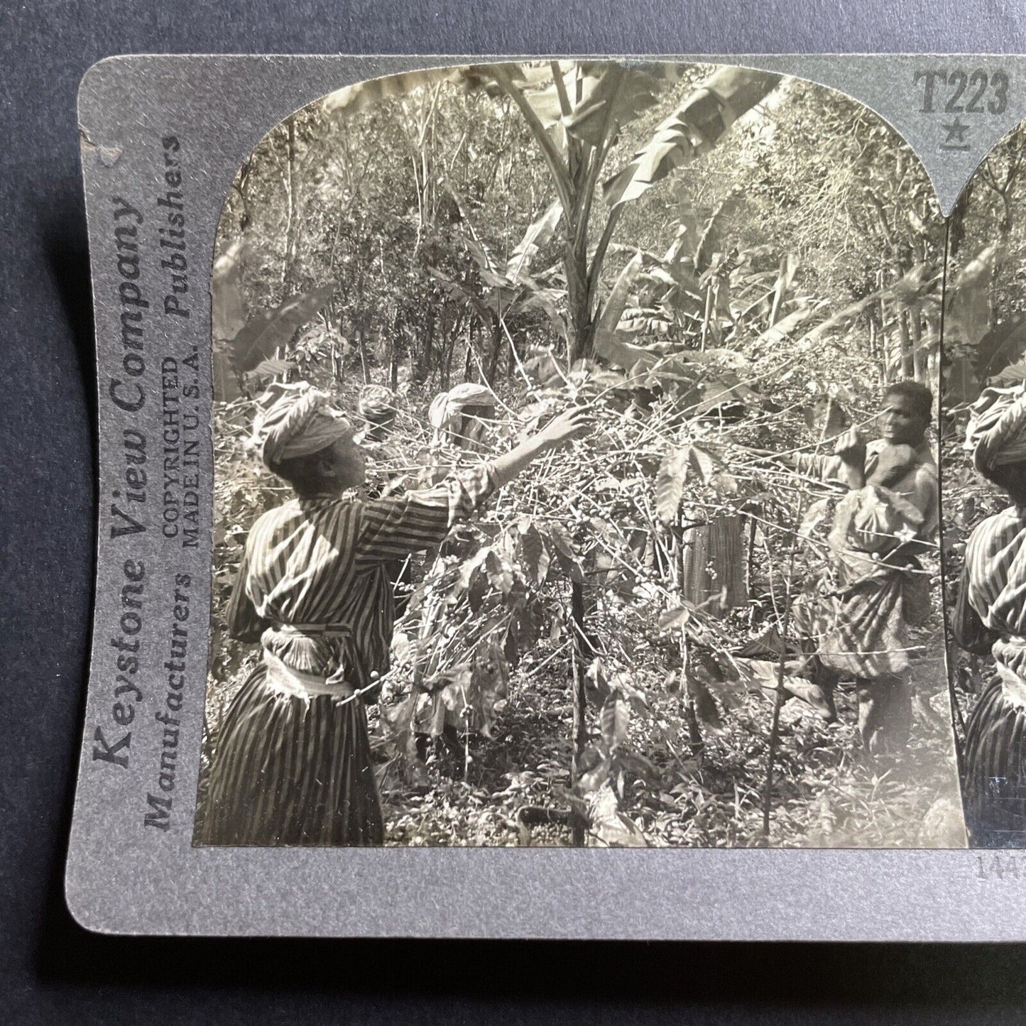 Antique 1912 Coffee Pickers In Guadeloupe FWI Stereoview Photo Card P1724