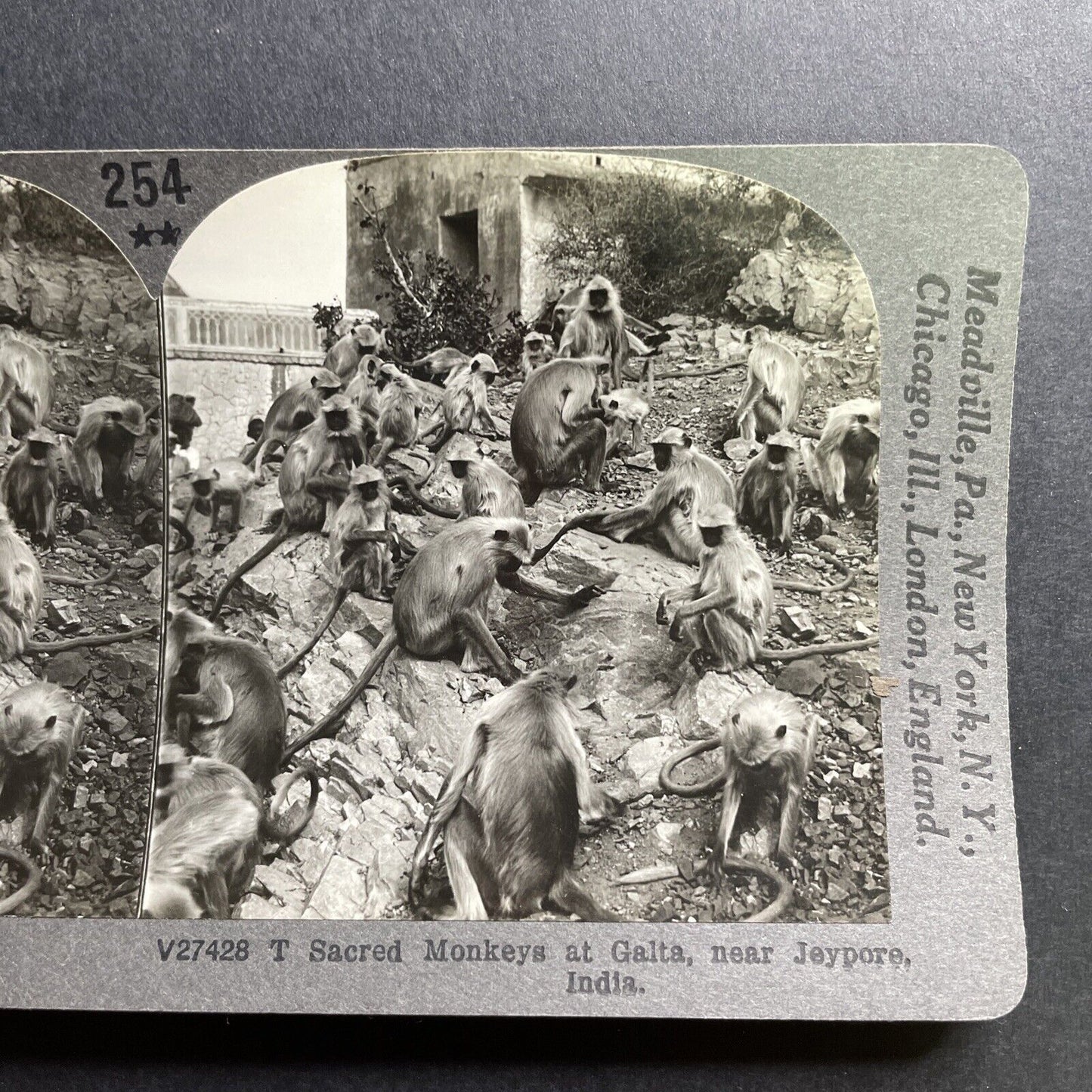 Antique 1918 Monkeys In Galta India Near Jaipur Stereoview Photo Card P1785