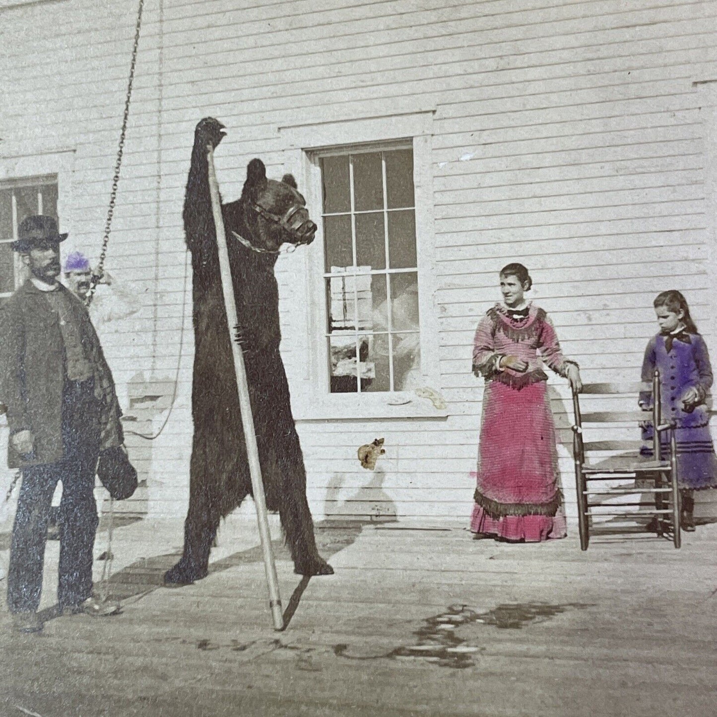 Quebec Dancing Chained Bear Circus Sideshow Act Stereoview c1880 Y922 CREASE