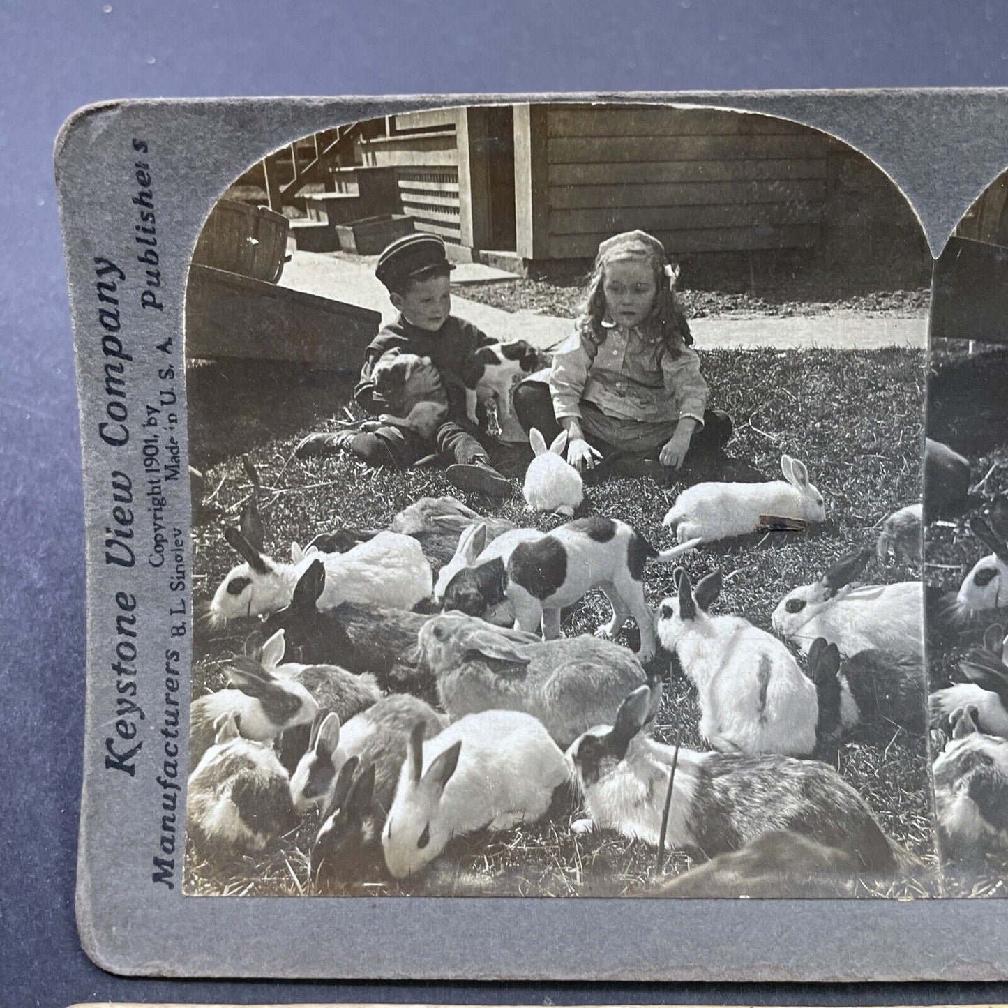 Antique 1907 Children On A Rabbit Farm Stereoview Photo Card P2638