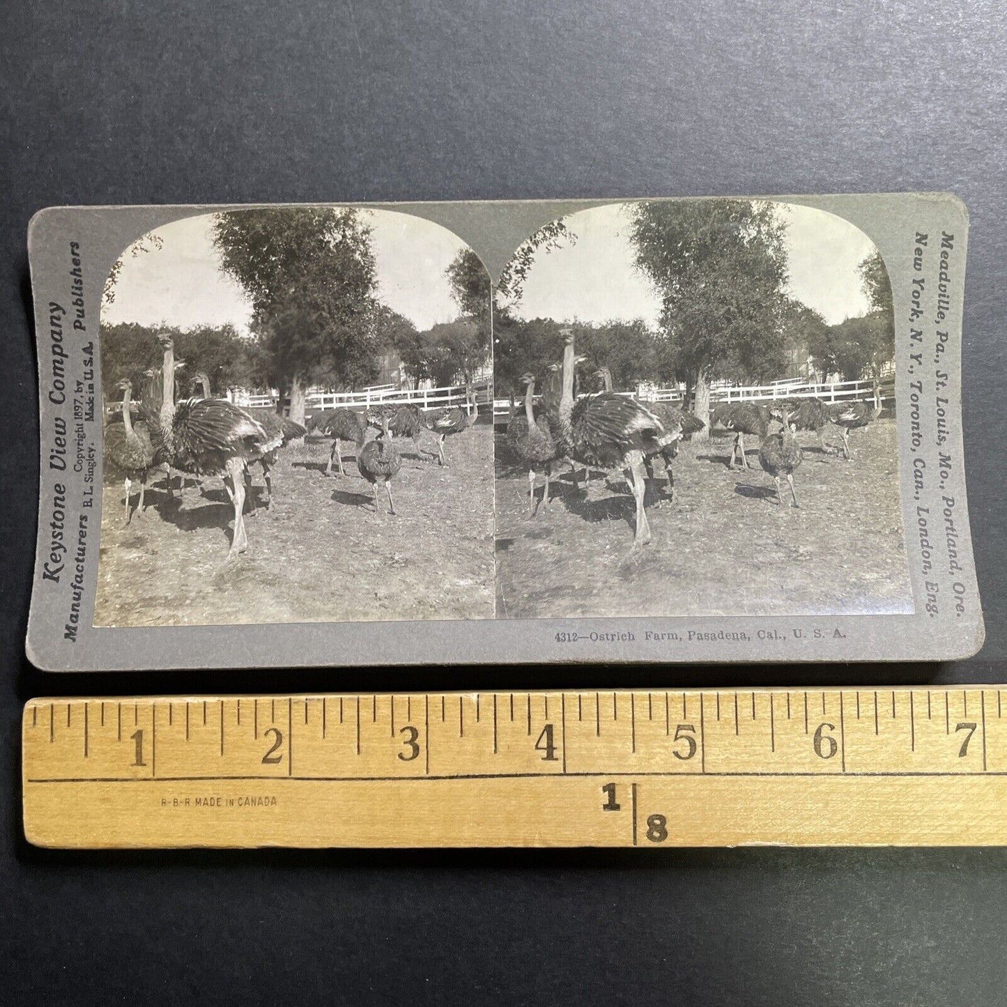 Antique 1897 Ostrich Farm Pasadena California Stereoview Photo Card P1442