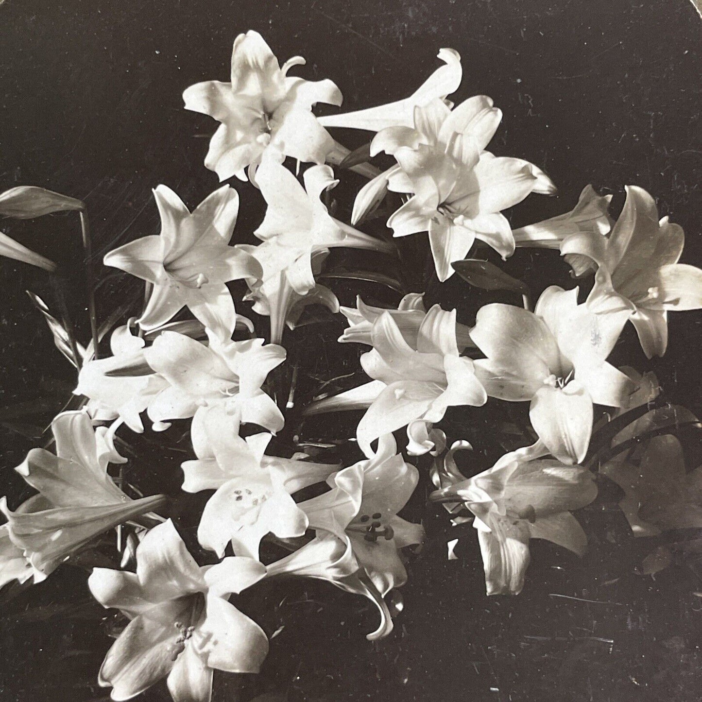 Easter Lillies Lily Flowers Stereoview H.C. White Antique c1904 Y422