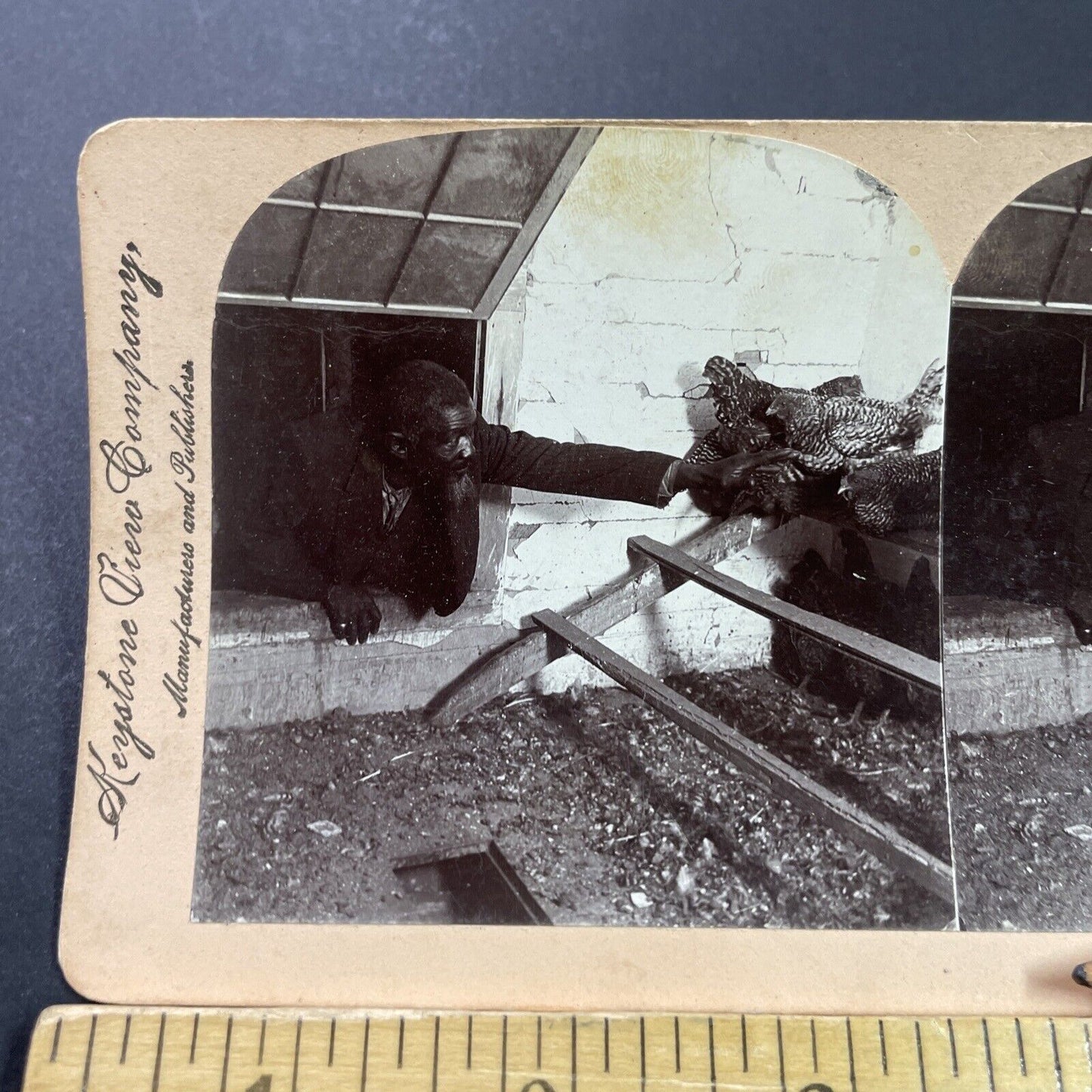 Antique 1898 Farmer Grabs A Chicken Through A Window Stereoview Photo Card P3982