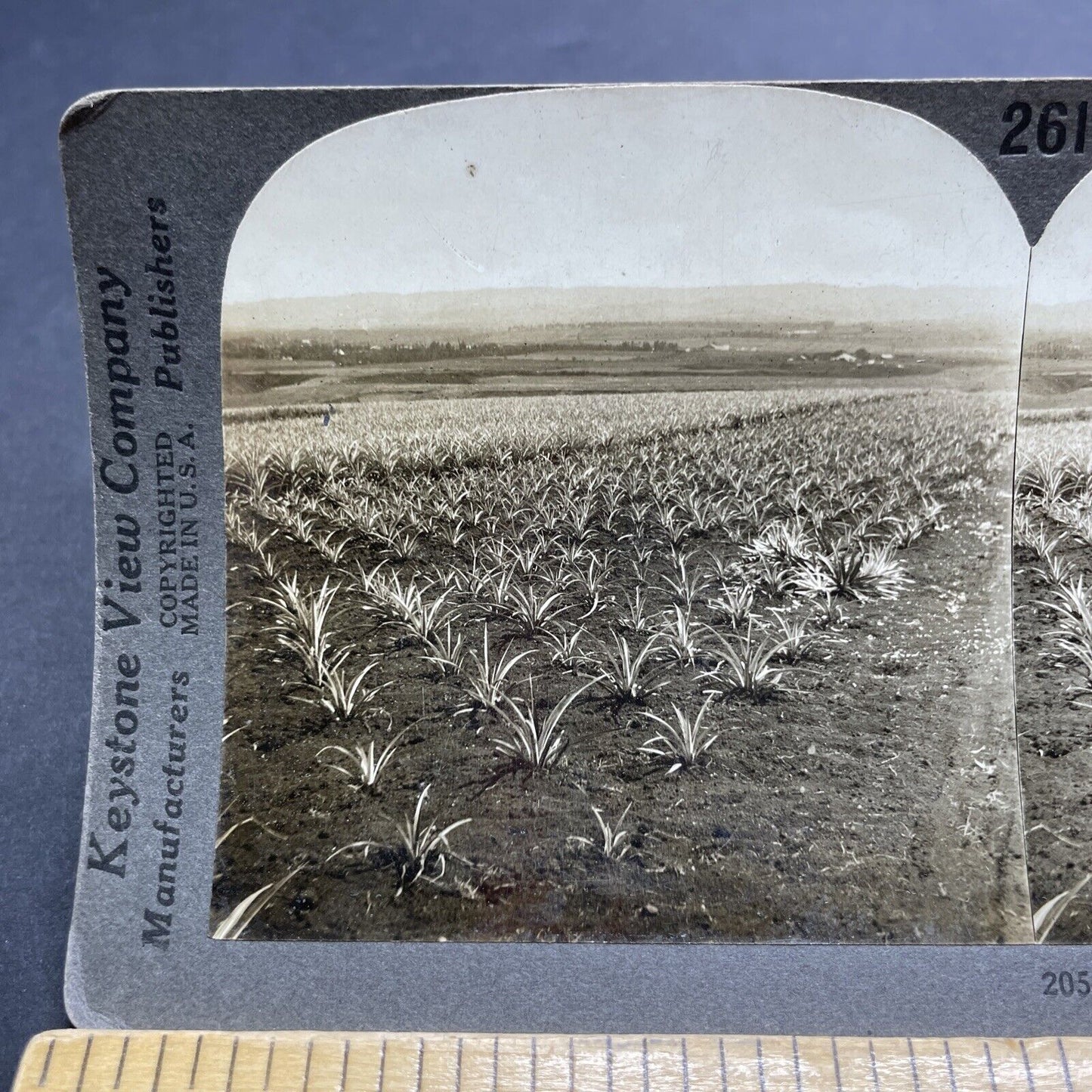 Antique 1909 Pineapple Plantation Honolulu Hawaii Stereoview Photo Card P2071