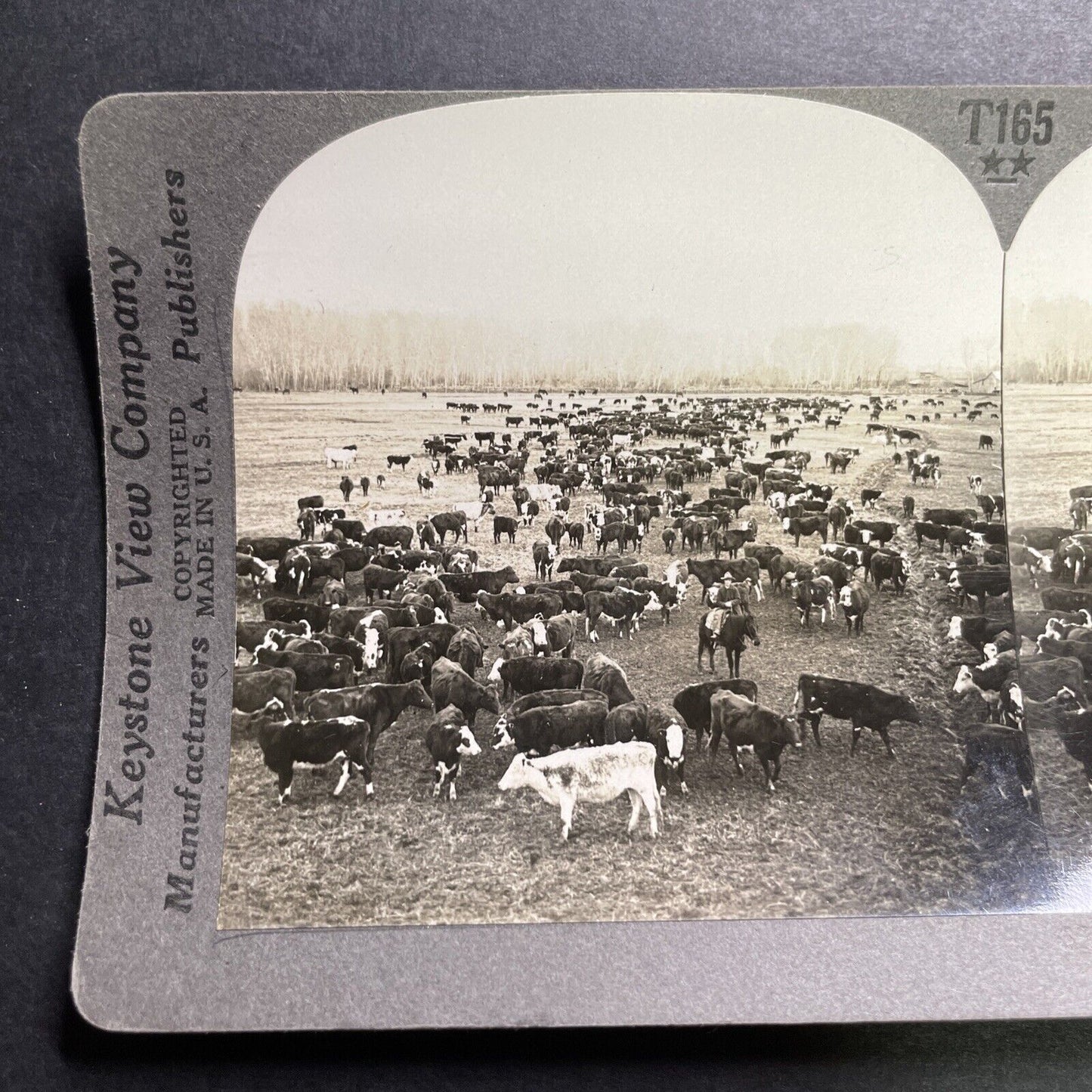 Antique 1918 Cattle Ranch In Boise Idaho Stereoview Photo Card P1360