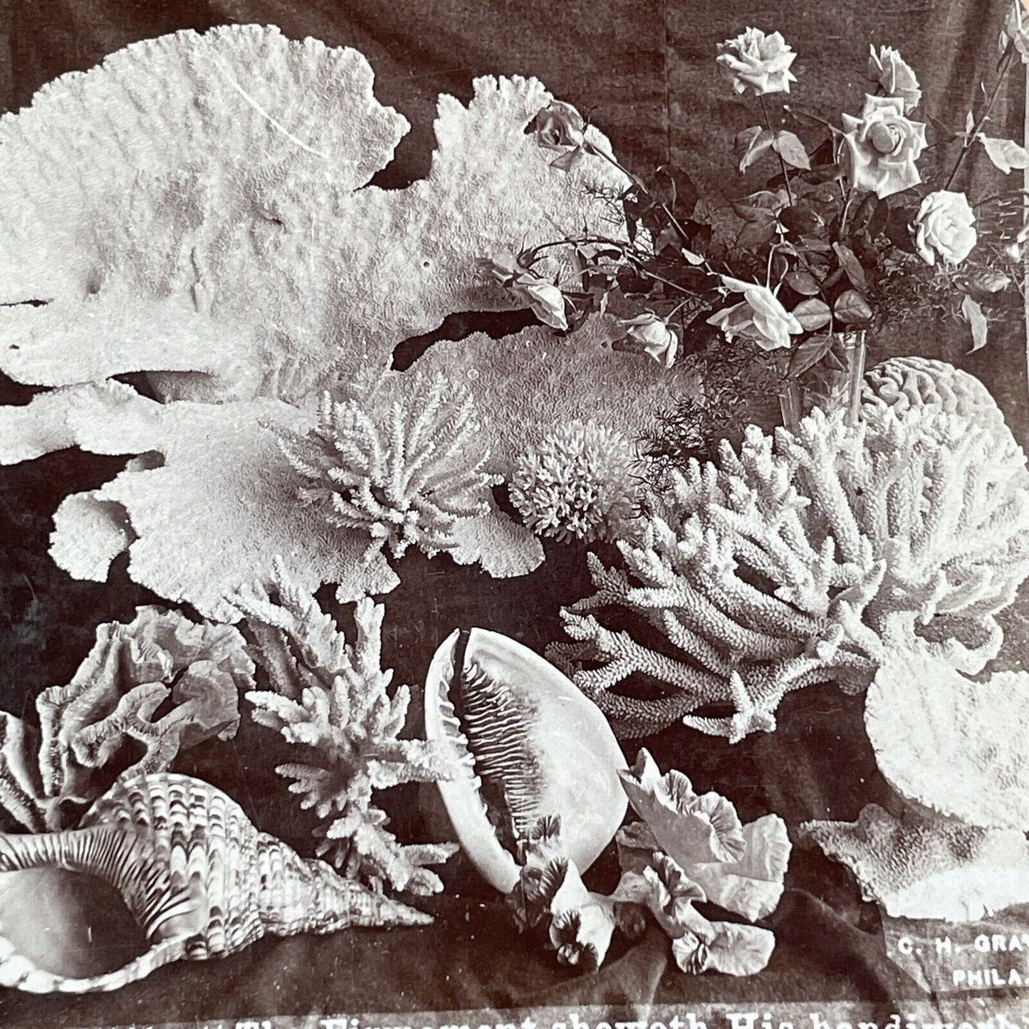 Display Of Coral Reef Items Stereoview CH Graves Antique c1899 X2840