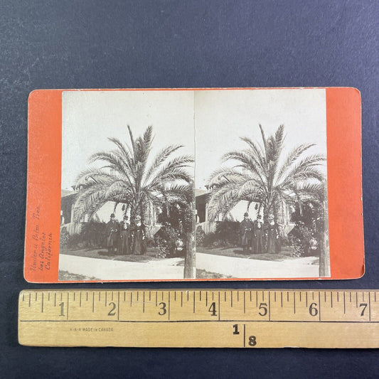 Standing Under A Palm Tree Stereoview Los Angeles California Antique c1885 X3621