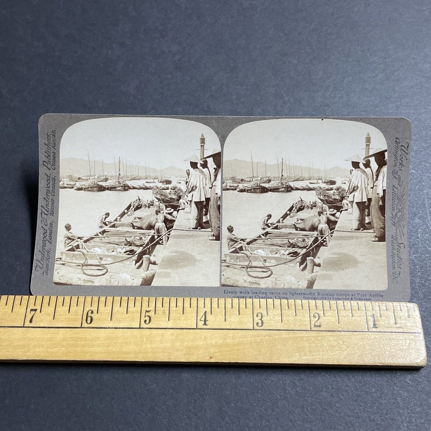 Antique 1904 Loading Cattle Onto Boats For Russia Stereoview Photo Card P5618