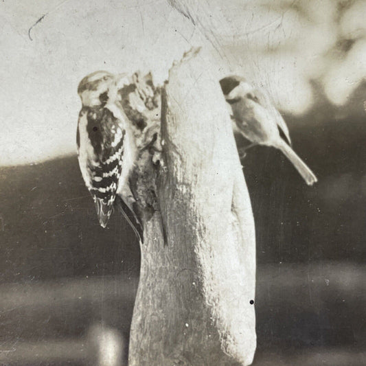 Antique 1904 Downy Woodpecker On A Post Stereoview Photo Card V3306