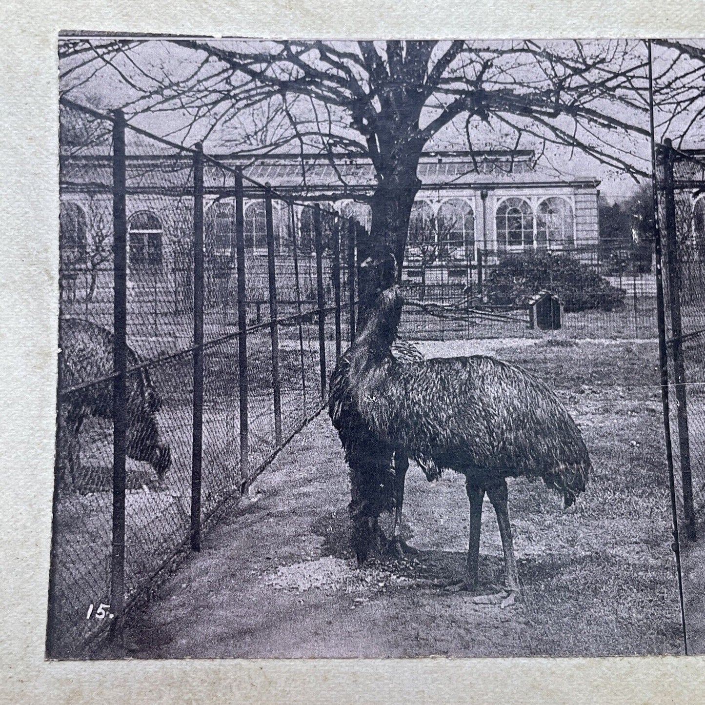 Antique 1880s An Emu Caged In The London Zoo Stereoview Photo Card P1681